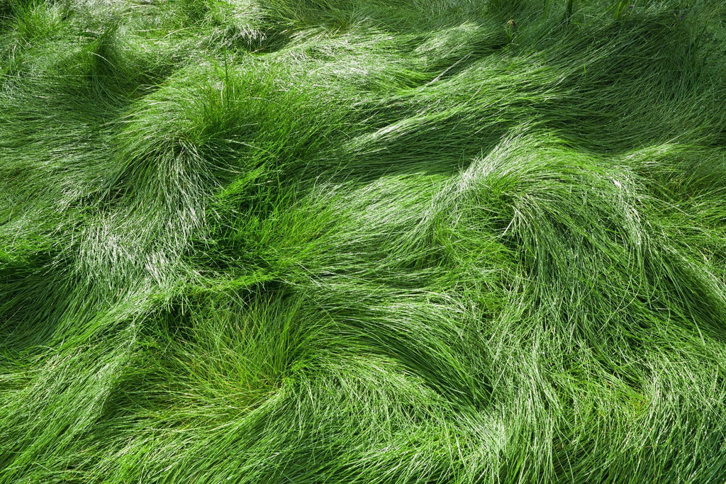 EcoSeed - The No Maintenance Lawn, Fine Fescue Lawn Mix, Eco-Friendly Grass
